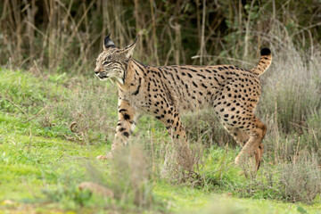 Young female Iberian Lynx in a Mediterranean oak forest with the last light of an early winter day