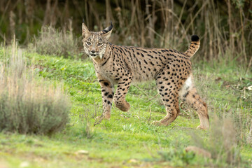 Young female Iberian Lynx in a Mediterranean oak forest with the last light of an early winter day