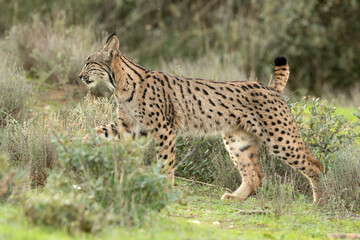 Young female Iberian Lynx in a Mediterranean oak forest with the last light of an early winter day