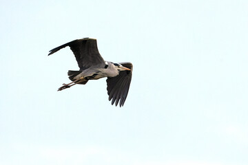 Grey heron in a Mediterranean wetland at the first light of sunrise