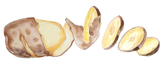 Watercolor  potato clipart isolated on a white background. Hand painted vegetable illustration.