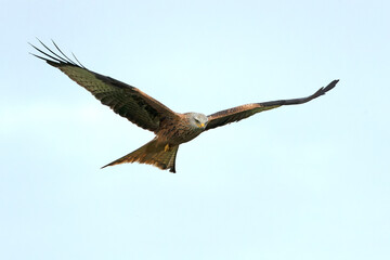 Red kite in flight in a Mediterranean meadow with the first light of the morning