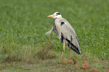 Grey heron in a Mediterranean wetland at the first light of sunrise