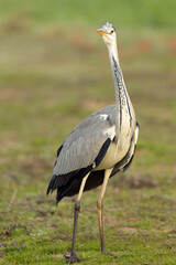 Grey heron in a Mediterranean wetland at the first light of sunrise