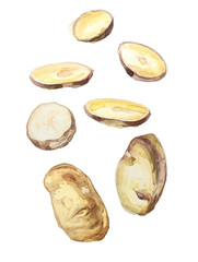 Watercolor  potato clipart isolated on a white background. Hand painted vegetable illustration.