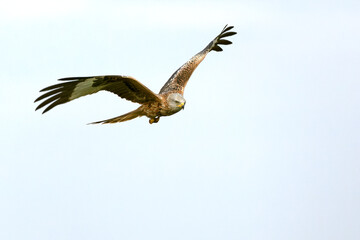 Red kite in flight in a Mediterranean meadow with the first light of the morning