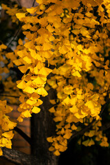 yellow autumn leaves