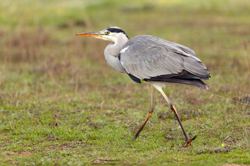 Obraz premium Grey heron in the first light of a late autumn day in a wetland area