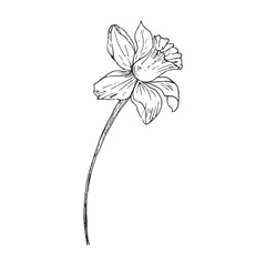 Minimalistic floral line drawing by hand. Decorative botanical elements, modern drawing in the form of botanical lines, floral tattoo design. Vector isolated illustration