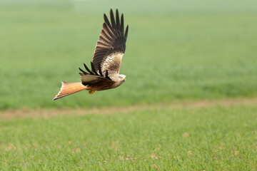 Red kite in flight in a Mediterranean meadow with the first light of the morning