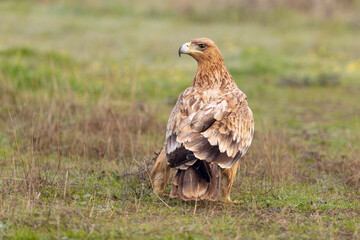 Two-year-old female Spanish Imperial Eagle in a Mediterranean pasture with the first light of...