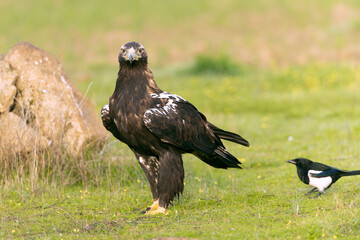 Adult Spanish Imperial Eagle at first light of sunrise in a Mediterranean meadow