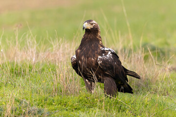 Adult Spanish Imperial Eagle at first light of sunrise in a Mediterranean meadow