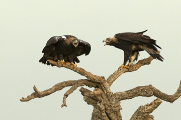Adult male and female Spanish Imperial Eagles at their favorite perch in their territory at first...