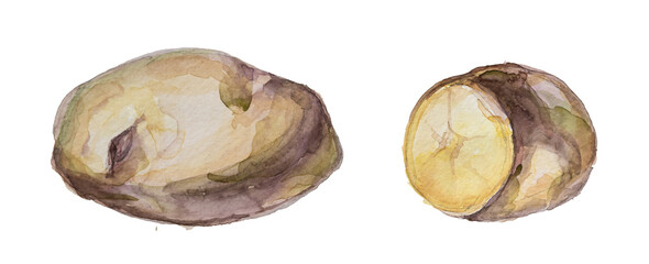 Watercolor  potato clipart isolated on a white background. Hand painted vegetable illustration.