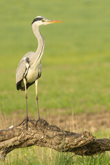 Fototapeta premium Grey heron in the first light of a late autumn day in a wetland area