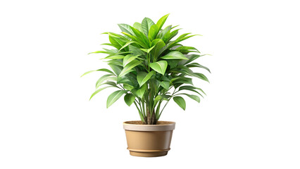 Obraz premium PNG transparent Lush green indoor plant in a simple pot set against a white background