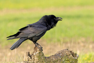 Common raven in the first light of a cold autumn morning on a Mediterranean mountain