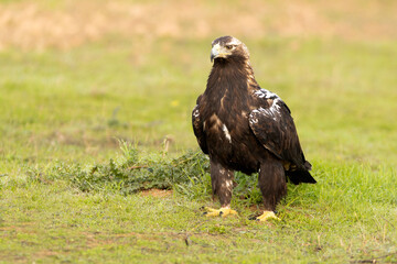 Adult Spanish Imperial Eagle at first light of sunrise in a Mediterranean meadow