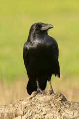 Common raven in the first light of a cold autumn morning on a Mediterranean mountain