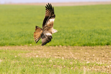 Red kite in flight in a Mediterranean meadow with the first light of the morning