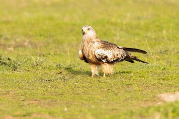 Red kite with the first light of sunrise in a Mediterranean meadow