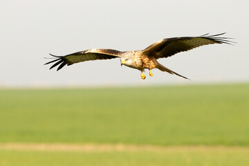 Red kite in flight in a Mediterranean meadow with the first light of the morning