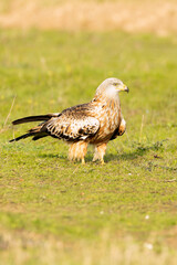 Red kite with the first light of sunrise in a Mediterranean meadow