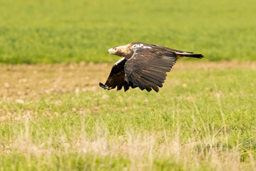 Adult Spanish Imperial Eagle in flight in a Mediterranean meadow at the first light of a sunny day in late autumn