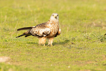 Red kite with the first light of sunrise in a Mediterranean meadow