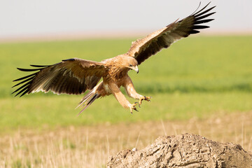Young Spanish Imperial Eagle flying in the first light of a cold autumn day in a Mediterranean...