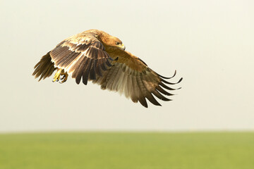 Young Spanish Imperial Eagle flying in the first light of a cold autumn day in a Mediterranean...