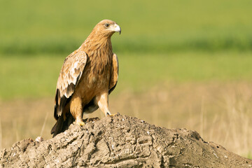 Two-year-old female Spanish Imperial Eagle in a Mediterranean pasture with the first light of sunrise