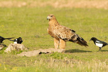 Two-year-old female Spanish Imperial Eagle in a Mediterranean pasture with the first light of sunrise