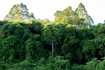 Obraz premium Dense Green Forest with Tall Trees in Topical South Africa