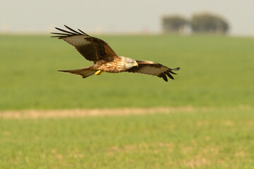 Red kite in flight in a Mediterranean meadow with the first light of the morning