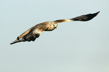 Red kite in flight in a Mediterranean meadow with the first light of the morning