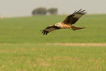 Red kite in flight in a Mediterranean meadow with the first light of the morning