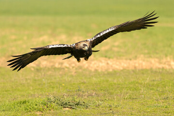 Adult Spanish Imperial Eagle in flight in a Mediterranean meadow at the first light of a sunny day in late autumn