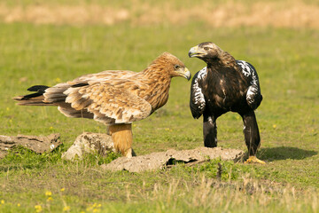 Young and adult Spanish Imperial Eagle in the first light of a cold autumn day