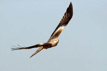 Red kite in flight in a Mediterranean meadow with the first light of the morning