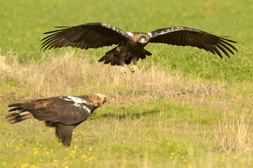 Adult male and female Spanish Imperial Eagle in a Mediterranean meadow at first light of sunrise