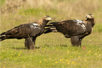 Adult male and female Spanish Imperial Eagle in a Mediterranean meadow at first light of sunrise