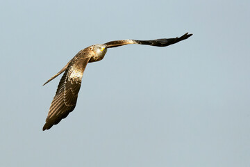 Red kite in flight in a Mediterranean meadow with the first light of the morning