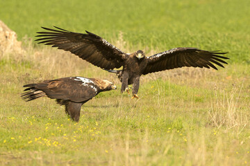 Adult male and female Spanish Imperial Eagle in a Mediterranean meadow at first light of sunrise