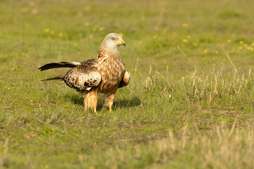 Red kite with the first light of sunrise in a Mediterranean meadow