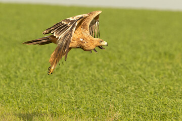 Two-year-old Spanish Imperial Eagle flying in a steppe area in central Spain at first light on a late autumn day