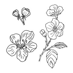 Linear drawings with flowering branches and flowers. Botanical hand-drawn graphic sketch for postcards, invitations, tattoos, labels, stickers, logos