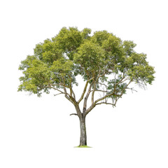 Obraz premium tree isolated on transparent background.