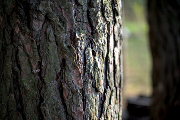 Photo of pine tree bark close up - obrazy, fototapety, plakaty
